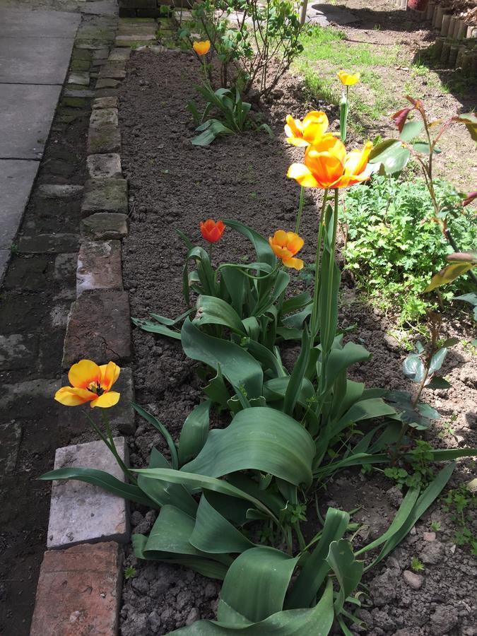 Crown Street Garden Studio Beograd Ngoại thất bức ảnh